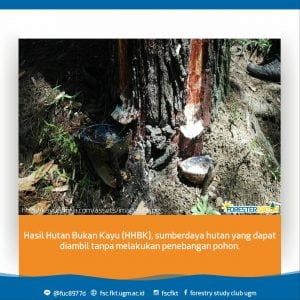 Sebutkan produk ekspor indonesia yang berupa hasil hutan
